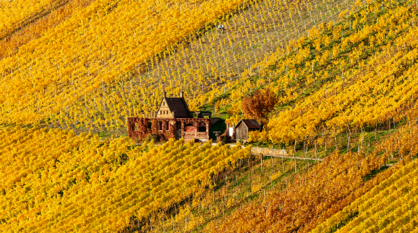 Malerische Weinberge im Abendlicht