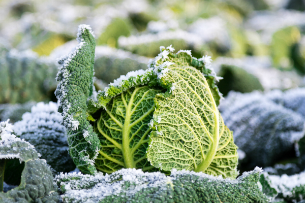 Gruenkohl im Winter